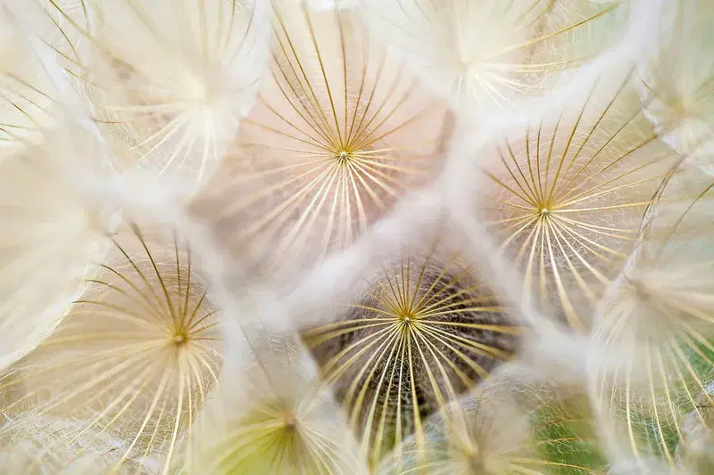 Cover Image for The Beauty of Dandelions: Gardening Tips for Nature Lovers