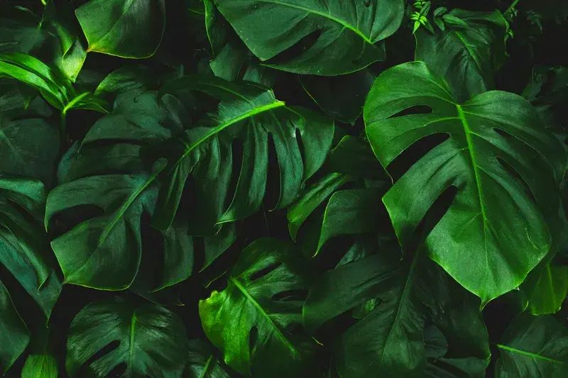 Cover Image for Creating a Lush Indoor Jungle: The Best Green Plants for Your Home