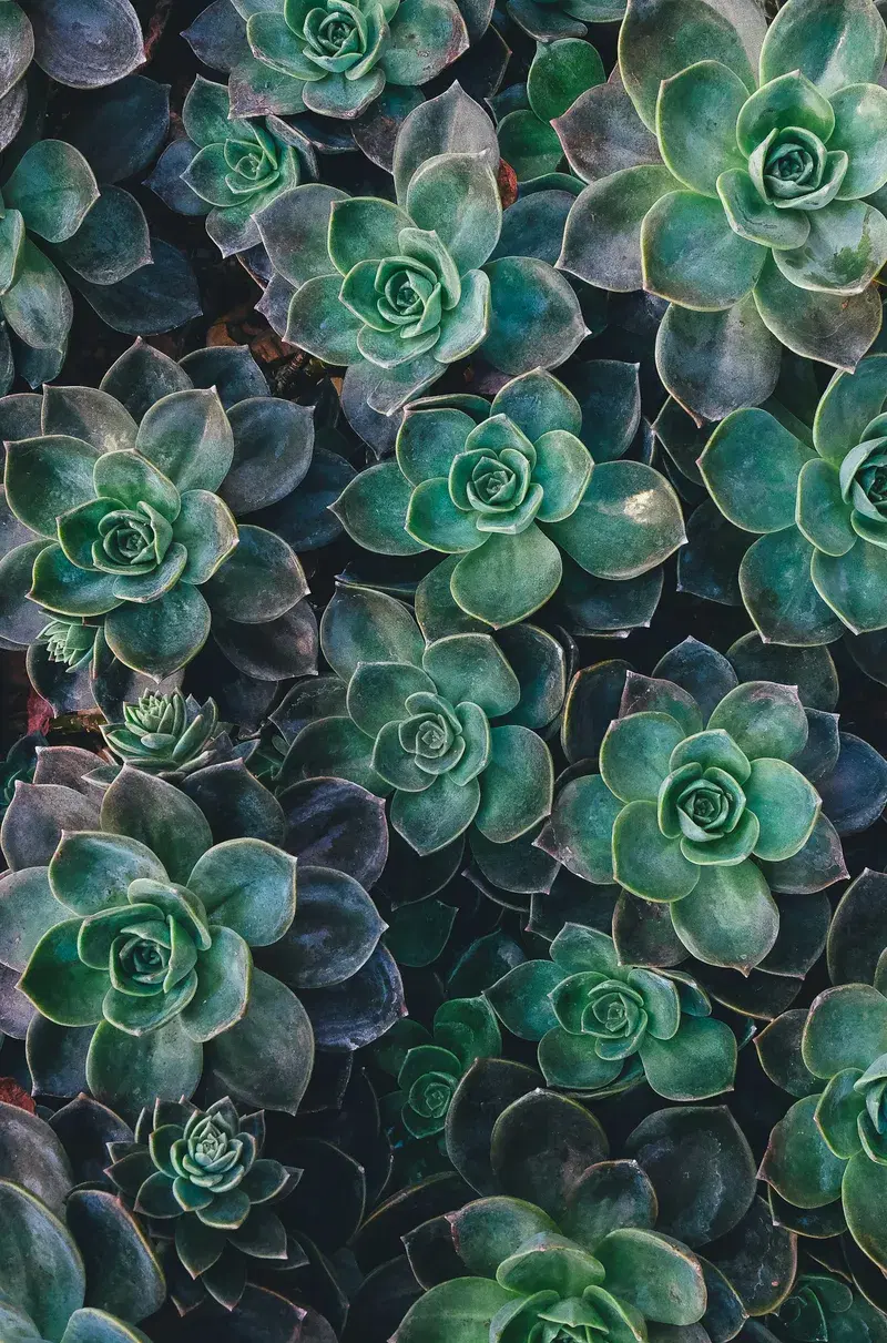 Cover Image for Exploring the Beauty of Succulents: A Guide to Indoor and Outdoor Gardening