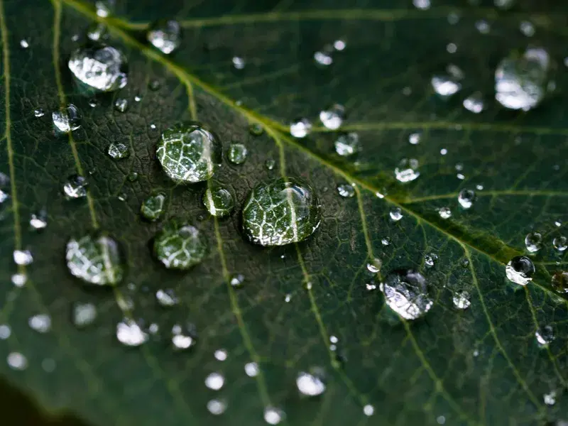 Cover Image for The Importance of Morning Dew in Gardening