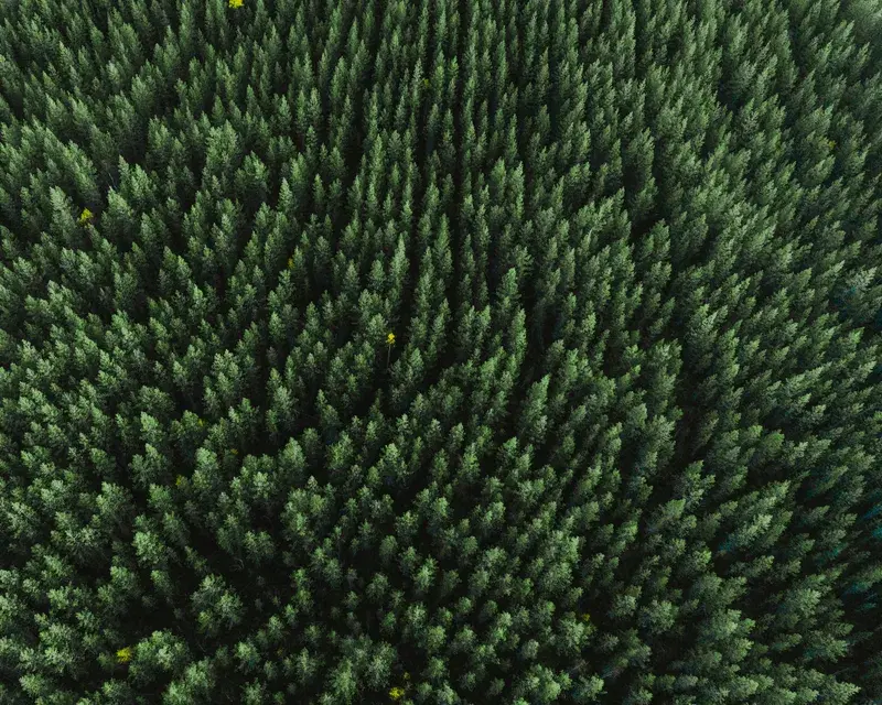 Cover Image for Incorporating Nature into Your Home Decor