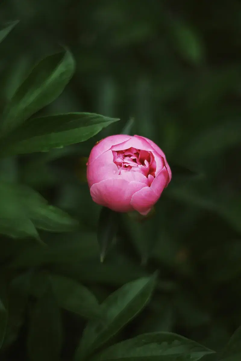 Cover Image for The Beauty of Peonies: Cultivating and Decorating with Pink Petaled Flowers