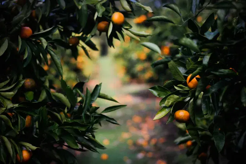 Cover Image for Exploring the Benefits of Physalis Fruits in Your Garden