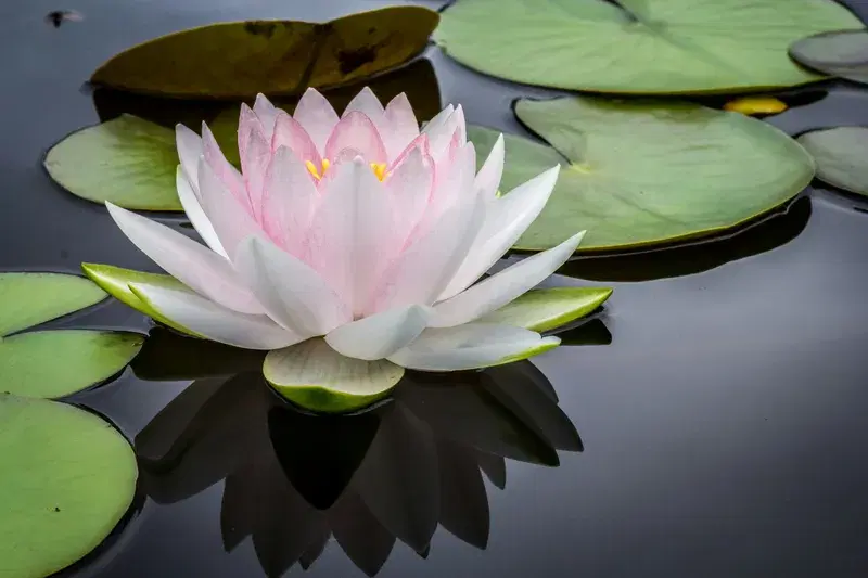 Cover Image for Creating a Tranquil Garden with Water Lilies