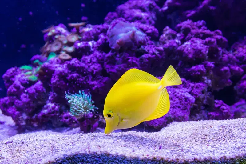 Cover Image for Creating a Vibrant Aquatic Garden: Incorporating Fish and Flora