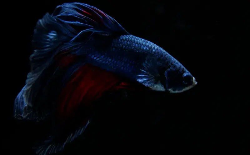 Cover Image for Incorporating Aquatic Themes into Your Nature-Inspired Decor