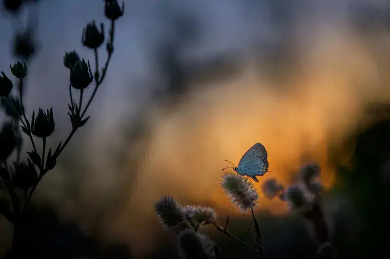Cover Image for The Art of Capturing Nature: Photography Tips for Gardeners