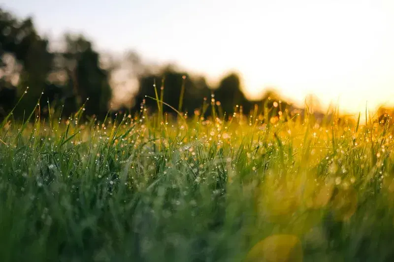 Cover Image for The Art of Nature: Capturing Water Droplets on Grasses