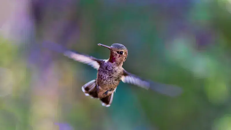 Cover Image for The Beauty of Hummingbirds: Attracting These Flying Jewels to Your Garden