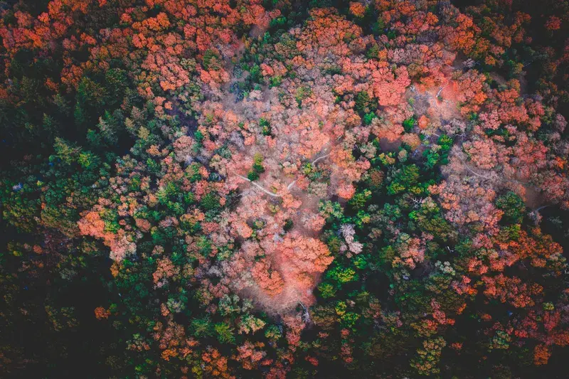 Cover Image for Incorporating Autumn Colors in Your Garden Design