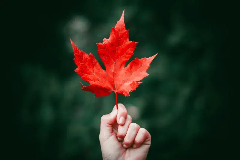 Cover Image for Celebrating Autumn: Decorating with Fall Leaves and Blooms
