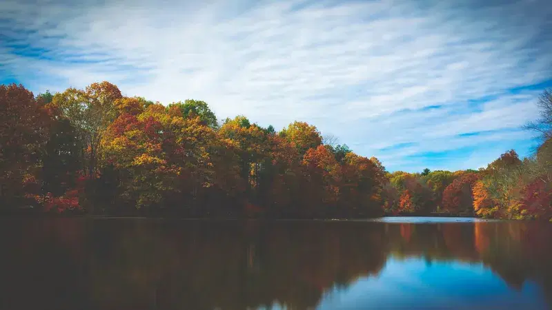Cover Image for Autumn Inspirations: Incorporating Natural Elements into Your Home Decor