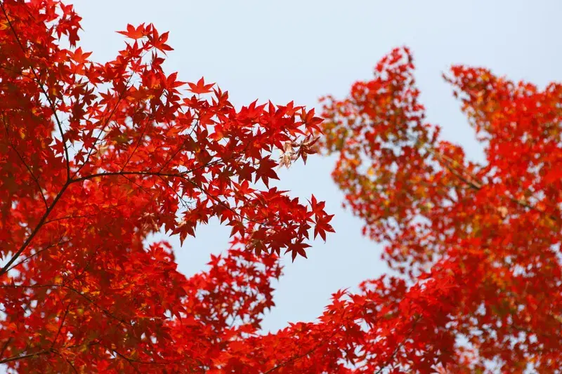 Cover Image for Incorporating Autumn Leaves into Your Home Decor