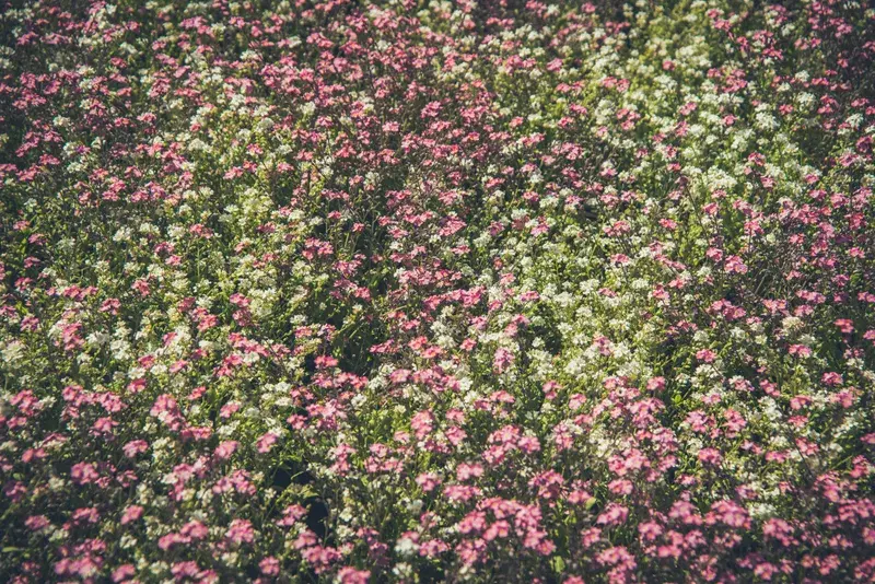 Cover Image for Creating a Beautiful Flower Garden: Tips for Beginners