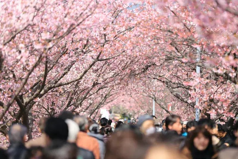 Cover Image for The Beauty of Cherry Blossom Trees in Your Garden