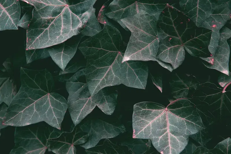Cover Image for The Beauty of Green Leaves: Incorporating Nature into Your Home Decor