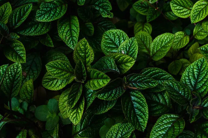 Cover Image for The Beauty of Acanthaceae: A Guide to Thriving Green Plants