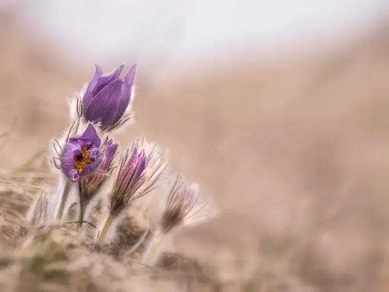 Cover Image for The Beauty of Anemones: Growing and Caring for Purple-Petaled Flowers