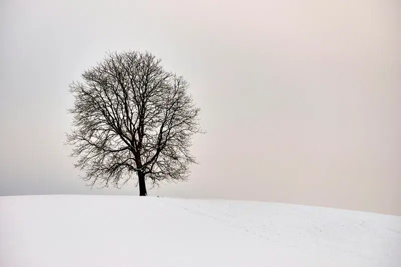 Cover Image for The Beauty of Bare Trees: Embracing Winter's Natural Aesthetics