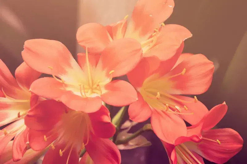 Cover Image for The Beauty of Blooms: Incorporating Flowers into Your Home Decor