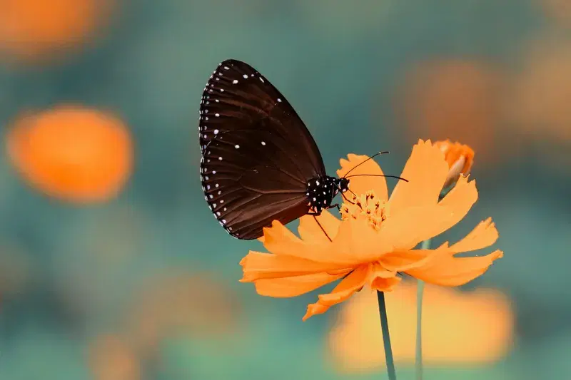 Cover Image for The Beauty of Butterflies: Attracting Pollinators to Your Garden