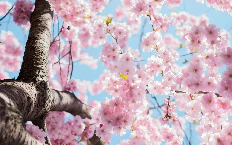 Cover Image for The Beauty of Cherry Blossoms: Creating a Nature-Inspired Garden