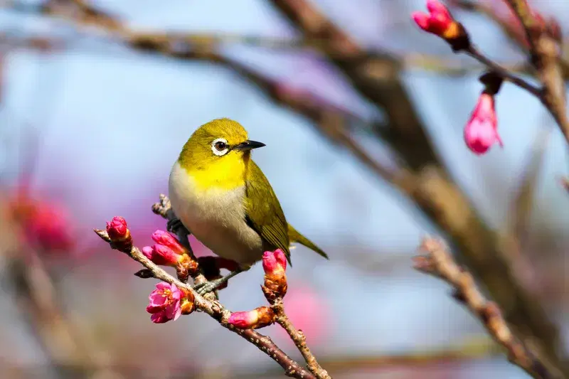 Cover Image for The Beauty of Cherry Blossoms: Bringing Nature Indoors