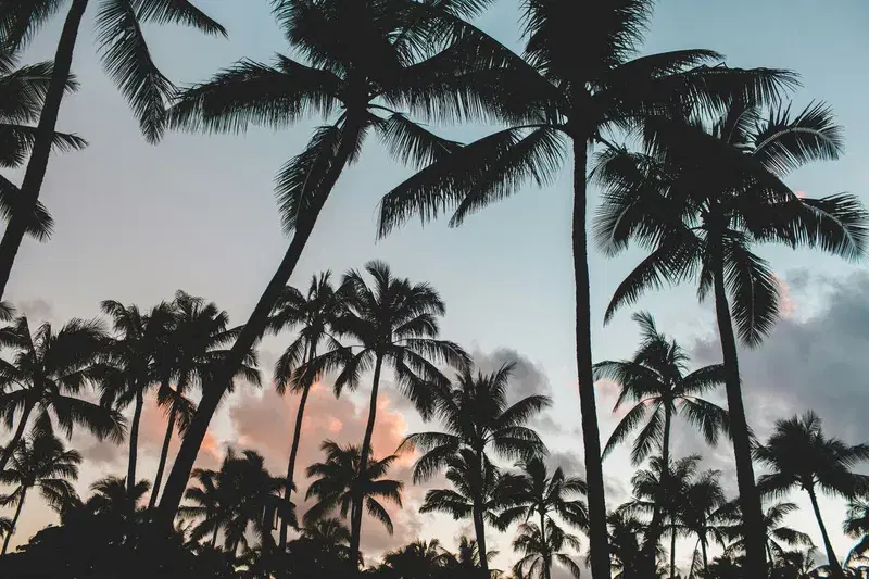 Cover Image for The Beauty of Coconut Trees: Incorporating Nature in Your Home Decor