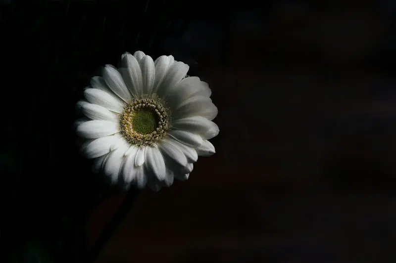 Cover Image for The Beauty of Gerbera Daisies: Cultivating Nature's Art