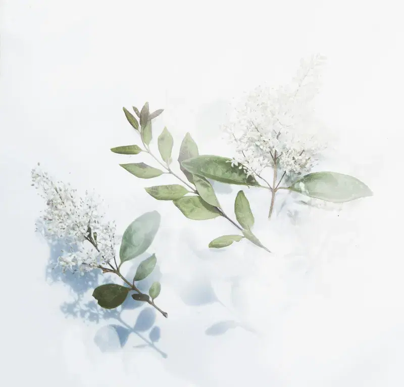 Cover Image for The Beauty of Greenery: How to Incorporate Nature into Your Home Decor