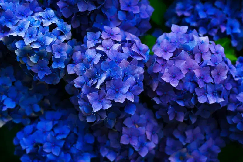 Cover Image for The Beauty of Hydrangeas: A Guide to Growing Deep Blue Blooms