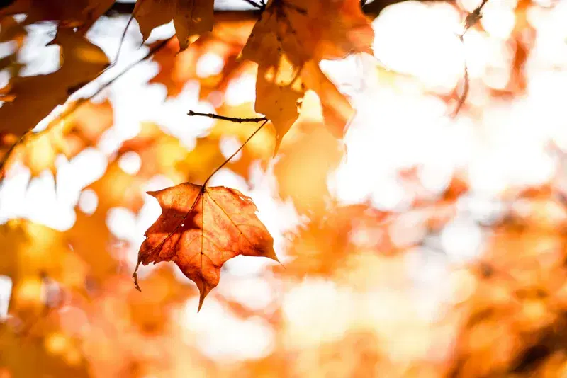 Cover Image for The Beauty of Maple Leaves: Nature's Art