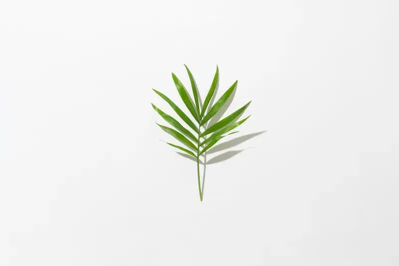Cover Image for The Beauty of Minimalism in Nature-Inspired Decor
