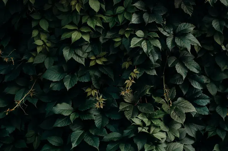 Cover Image for The Beauty of Nature: Incorporating Green Leafy Plants into Your Home