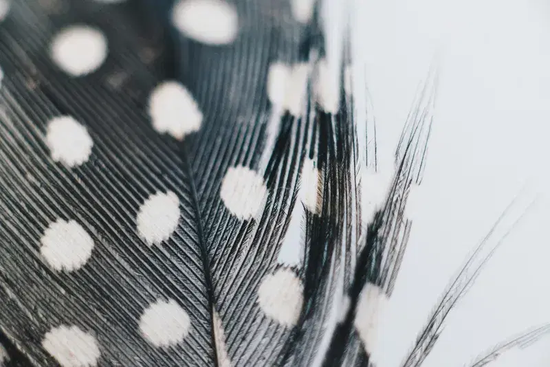 Cover Image for The Beauty of Nature: Incorporating Feathers in Home Decor