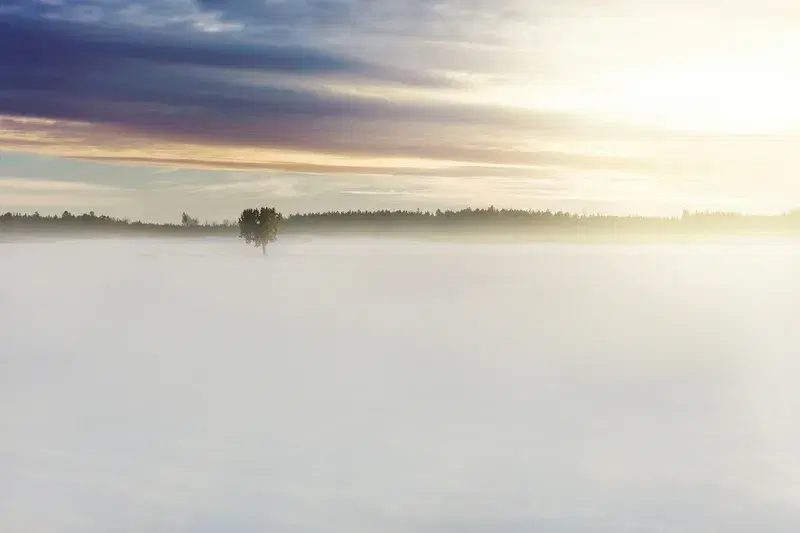 Cover Image for The Beauty of Nature: Incorporating Greenery into Your Space