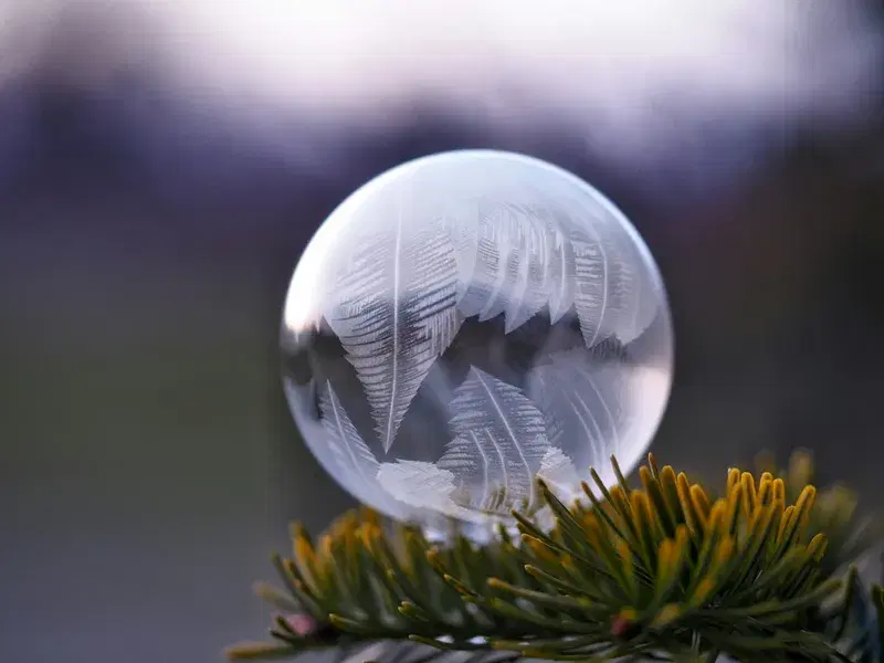 Cover Image for The Beauty of Nature: Microphotography of Plants