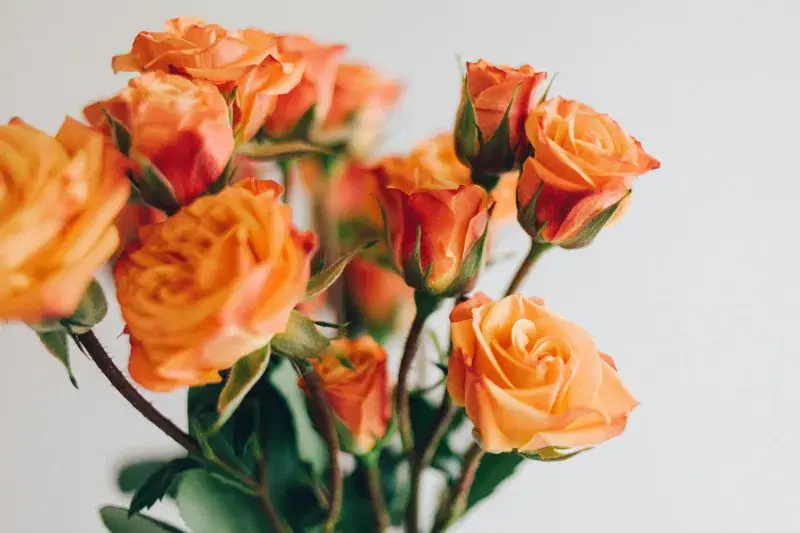 Cover Image for The Beauty of Orange Roses: A Guide to Cultivating and Arranging