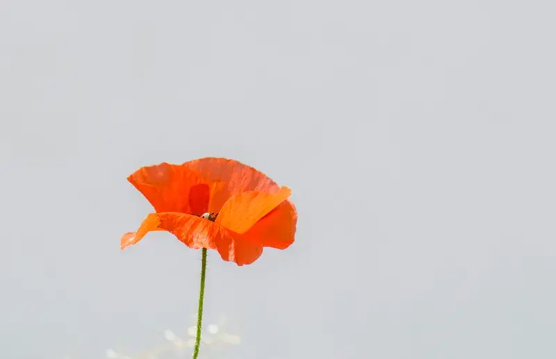 Cover Image for The Beauty of Poppies: Cultivating Orange Wonders in Your Garden