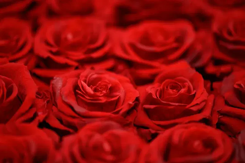 Cover Image for The Beauty of Roses: How to Incorporate Them into Your Home Decor