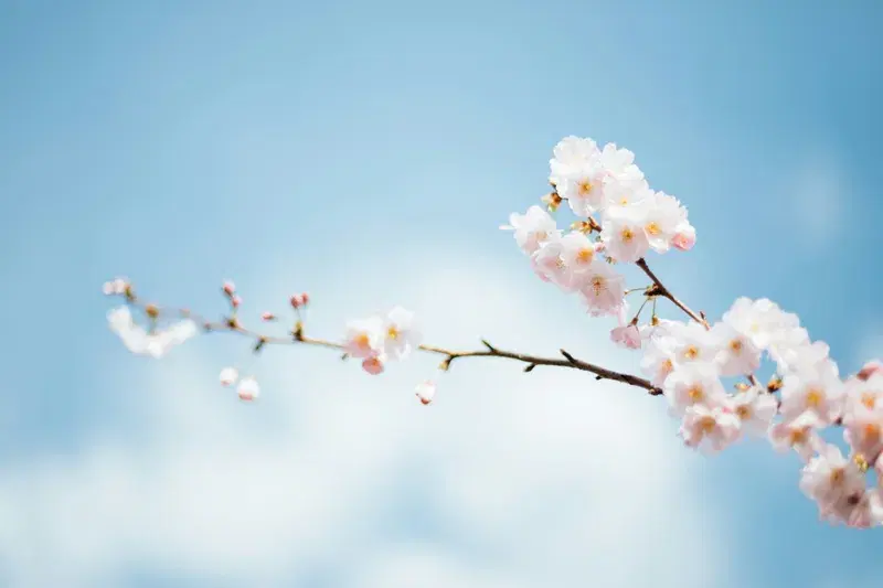 Cover Image for The Beauty of Spring: How to Incorporate Flower Blossoms into Your Home Decor