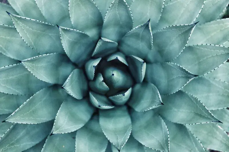 Cover Image for The Beauty of Succulents: Macro Photography Tips