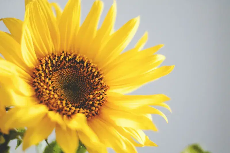 Cover Image for The Beauty of Sunflowers: A Guide to Growing and Decorating with Nature's Golden Blooms