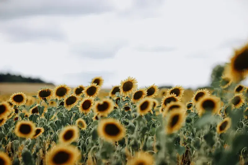 Cover Image for The Beauty of Sunflowers: Cultivating A Sustainable Garden