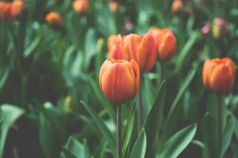Cover Image for The Beauty of Tulips: Cultivating Color in Your Garden