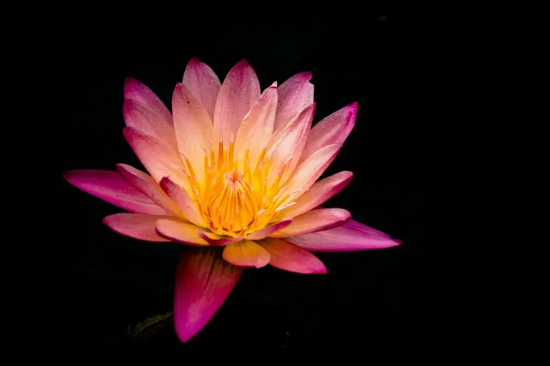 Cover Image for The Beauty of Water Lilies: Adding Elegance to Your Garden