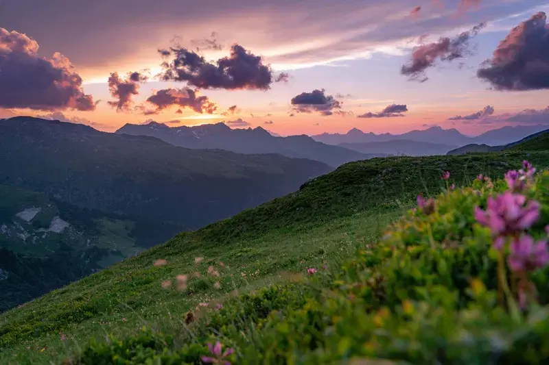 Cover Image for The Beauty of Wildflowers: Creating a Nature-Inspired Garden