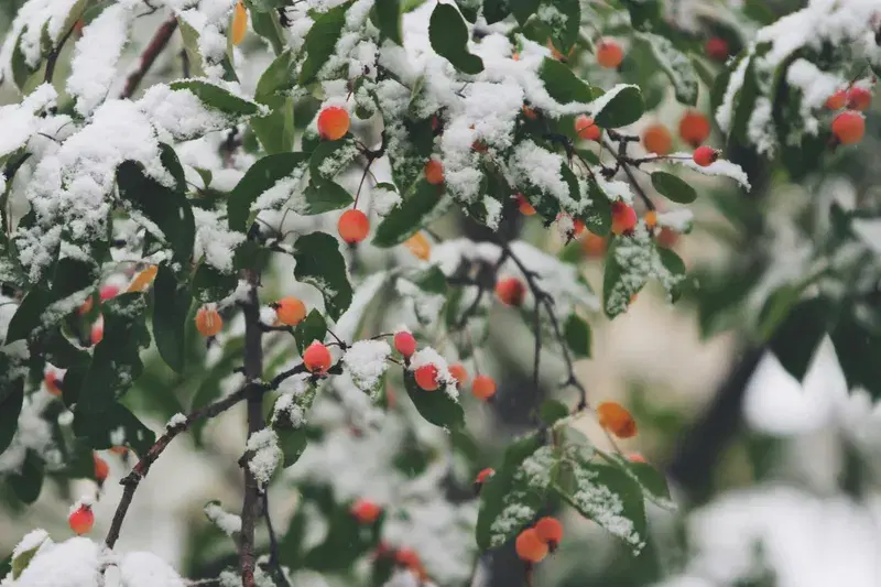 Cover Image for The Beauty of Winter: How Snowy Crabapples Enhance Your Garden