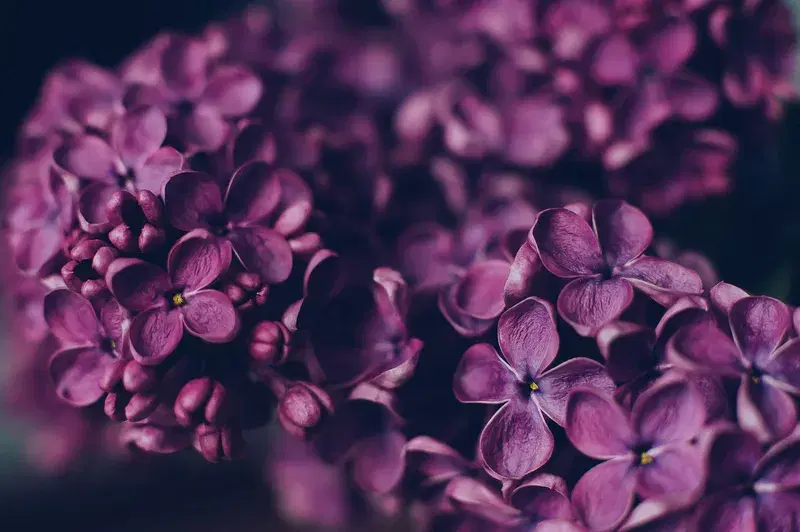 Cover Image for The Beauty of Pink Petaled Flowers in Your Garden