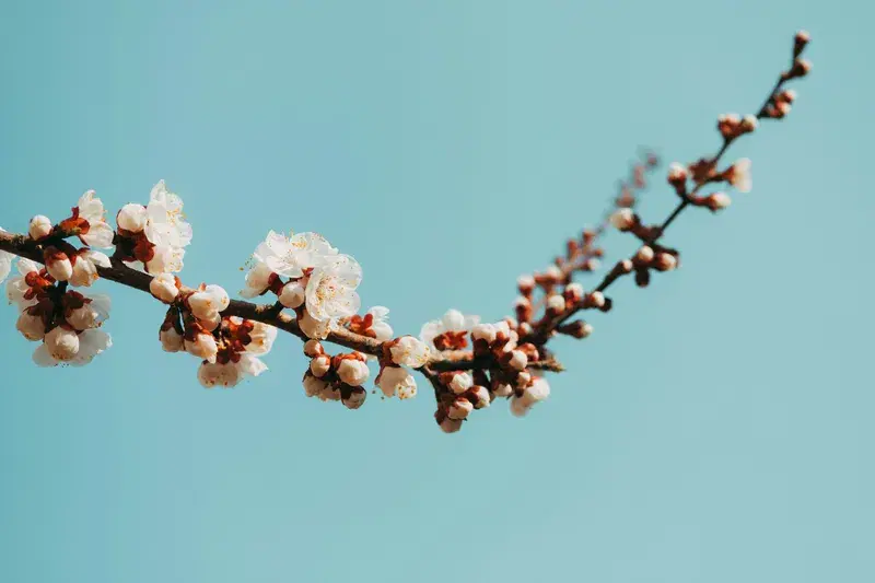 Cover Image for The Beauty of White Petaled Flowers in Your Garden